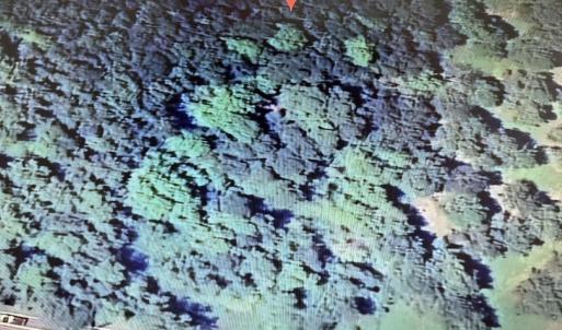 Photo #5 of 2940 Red Bluff Rd., Loris, SC 4.9 acres