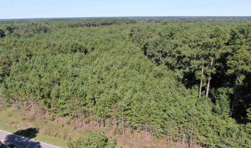 Bird's eye view of a forest