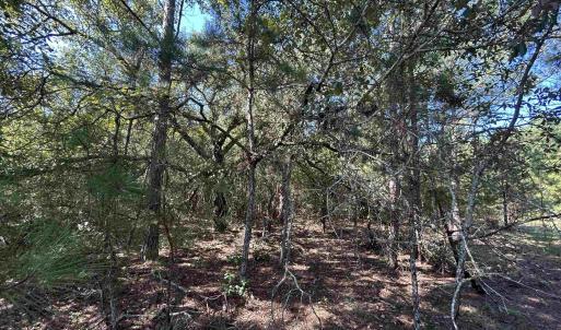 View of tree filled area
