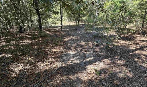 View of local wilderness