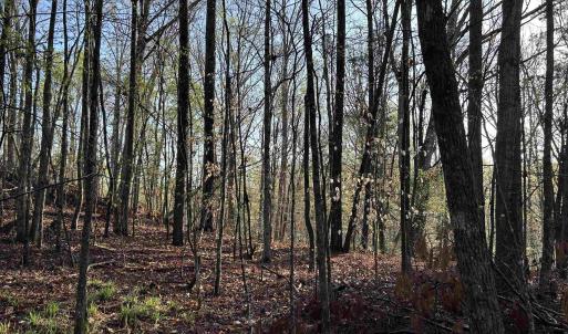 View of woods