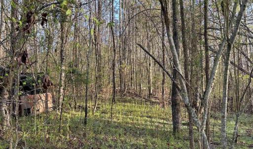View of woods behind the house.