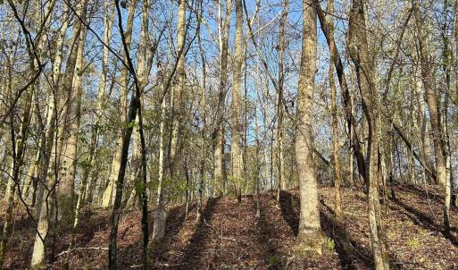 Looking up from the path to the hill top