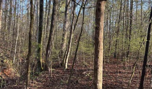 View of wooded area