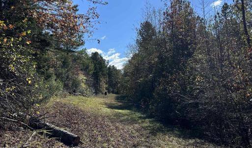 View of yard featuring a wooded view