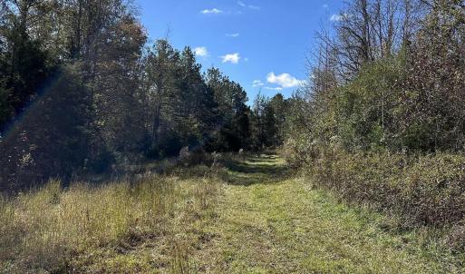 View of tree filled area