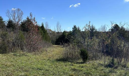 View of local wilderness