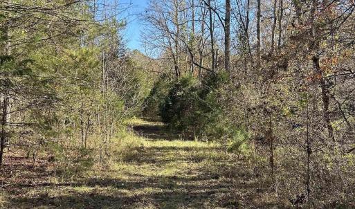 View of local wilderness