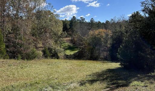 View of local wilderness