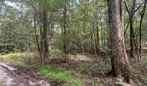 Photo #15 of 845 Old Buck Creek Rd., Longs, SC 225.0 acres