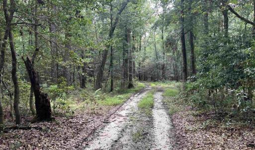 Photo #11 of 845 Old Buck Creek Rd., Longs, SC 225.0 acres