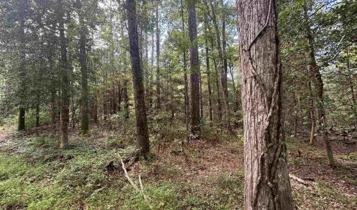 Photo #10 of 845 Old Buck Creek Rd., Longs, SC 225.0 acres