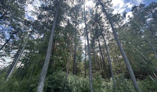 Photo #9 of 845 Old Buck Creek Rd., Longs, SC 225.0 acres