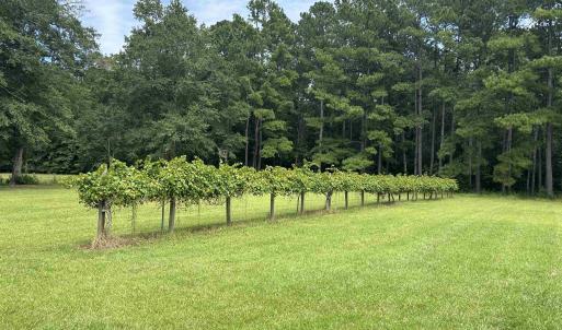 Photo #19 of 845 Old Buck Creek Rd., Longs, SC 225.0 acres