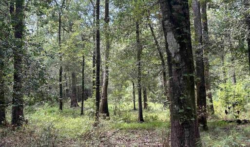 Photo #14 of 845 Old Buck Creek Rd., Longs, SC 225.0 acres