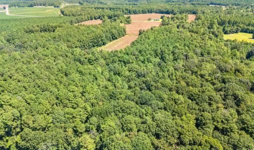 Aerial view of a forest