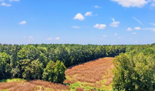 Drone / aerial view of a forest