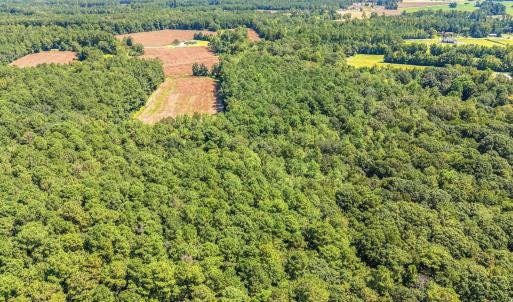Bird's eye view of a forest