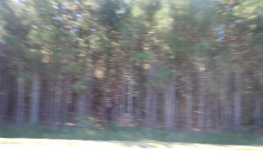 Photo #5 of TBD Near 10547 Andrew Jackson Hwy., Fair Bluff, NC 59.0 acres