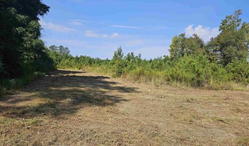 View of local wilderness