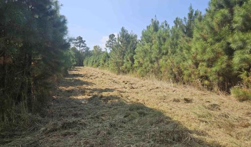 View of tree filled area