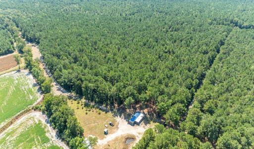Aerial view of a forest