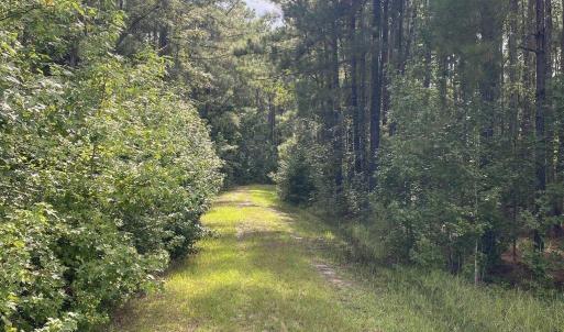 View of yard featuring a view of trees