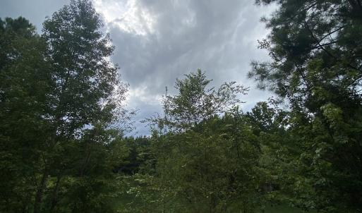 Water view with a forest