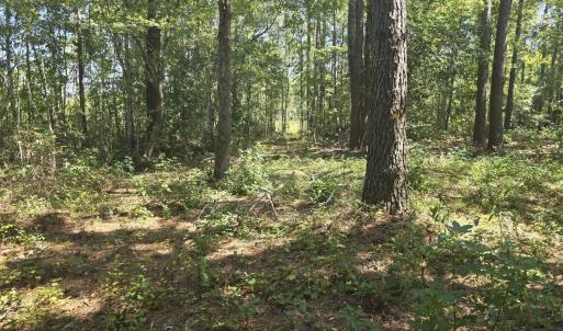 Photo #2 of TBD Allen Dew Rd., Conway, SC 3.0 acres