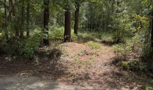 View of tree filled area