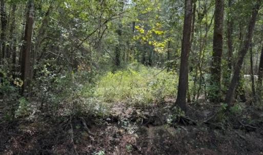 View of wooded area