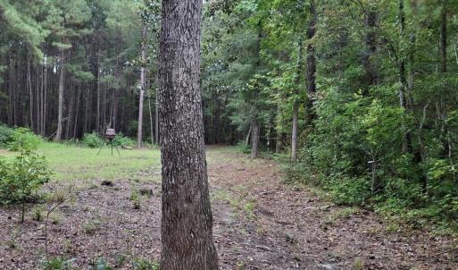 Photo #4 of TBD Oglethorpe Dr., Andrews, SC 4.7 acres