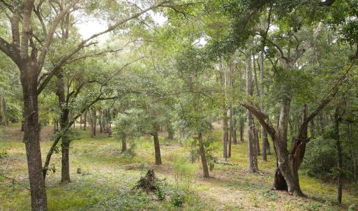 Photo #18 of 334 Brickwell Ln., Pawleys Island, SC 4.0 acres