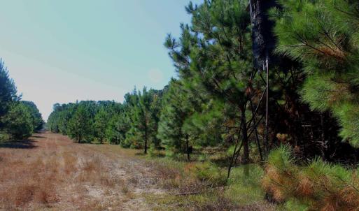 View of local wilderness