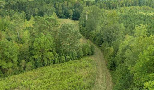 Drone / aerial view of a forest