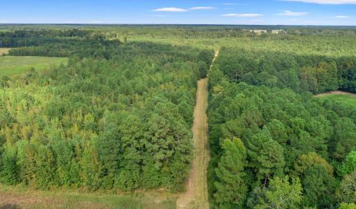 Aerial view of a forest
