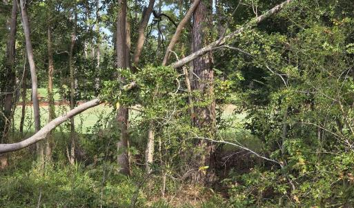 View of woods