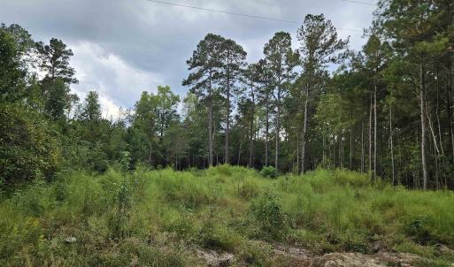 View of tree filled area