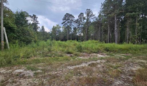 View of tree filled area
