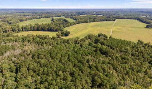 Aerial view of a forest