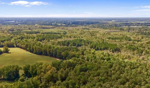 Bird's eye view of a forest