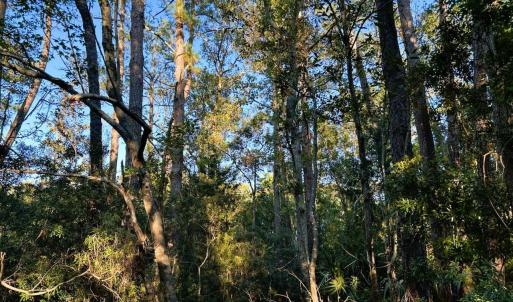 Photo #8 of TBD Oak St., Georgetown, SC 1.5 acres