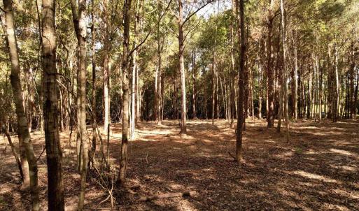 Photo #4 of 14.81 Acres - Deerfield Rd., Johnsonville, SC 14.8 acres