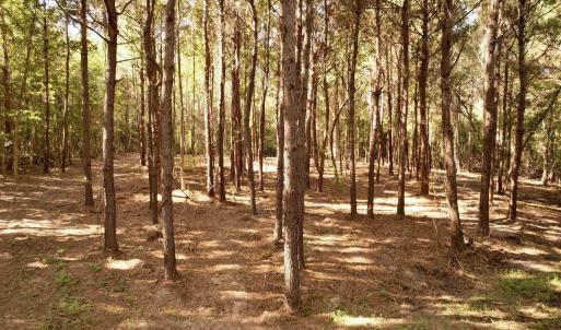 Photo #2 of 14.81 Acres - Deerfield Rd., Johnsonville, SC 14.8 acres