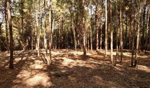 Photo #6 of 14.81 Acres - Deerfield Rd., Johnsonville, SC 14.8 acres