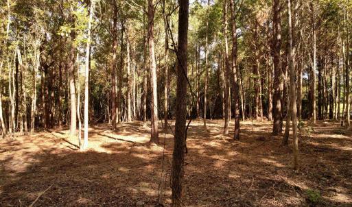 Photo #5 of 14.81 Acres - Deerfield Rd., Johnsonville, SC 14.8 acres