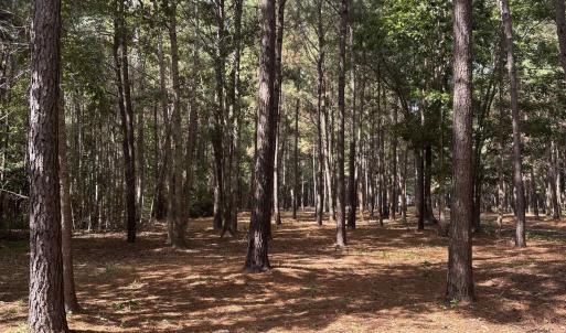 View of nature