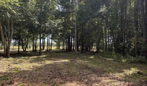 View of yard with view of scattered trees