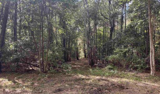 View of tree filled area
