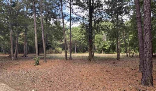 View of local wilderness